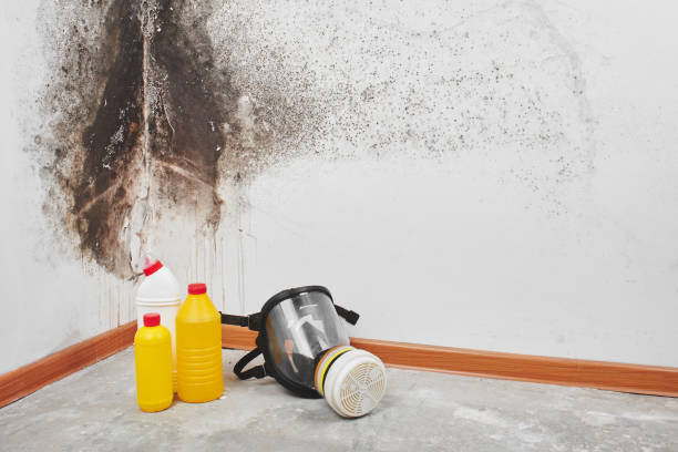 Best Mold Remediation  in Manorville, NY