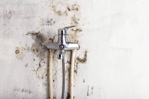 Best Toxic Mold Removal  in Manorville, NY