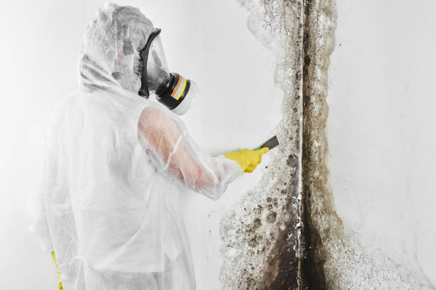 Best Mold Testing and Removal  in Manorville, NY