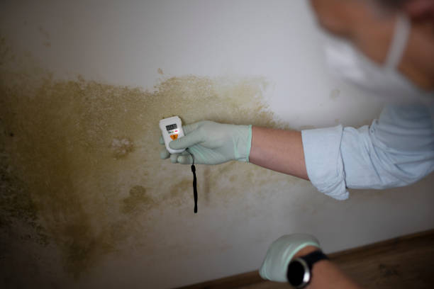 Best Local Mold Removal Service  in Manorville, NY