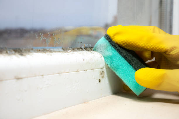 Best Crawl Space Mold Removal  in Manorville, NY