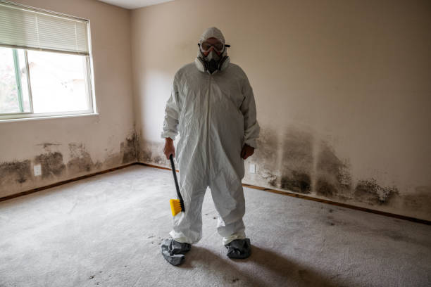 Best Black Mold Removal  in Manorville, NY