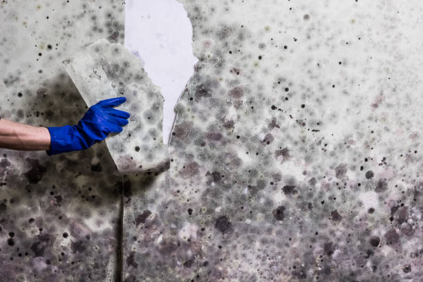 Best Certified Mold Removal  in Manorville, NY