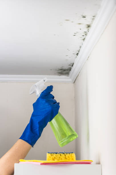 Best Mold Cleaning Services  in Manorville, NY